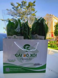 Cải bó xôi
