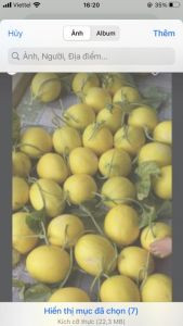 Dưa kim hoàng hậu