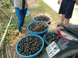 ốc Nhồi Mậu Lâm
