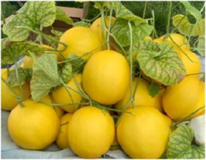 Dưa vàng kim hoàng hậu Kim Ngân Farm