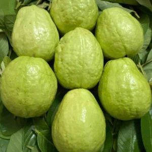 Ổi lê Hồ Dung