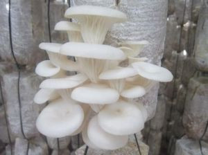 Nấm sò