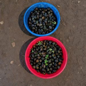 Ốc nhồi thương phẩm
