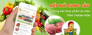 dưa kim hoang hau