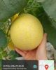 Dưa vàng Đồng Tiến